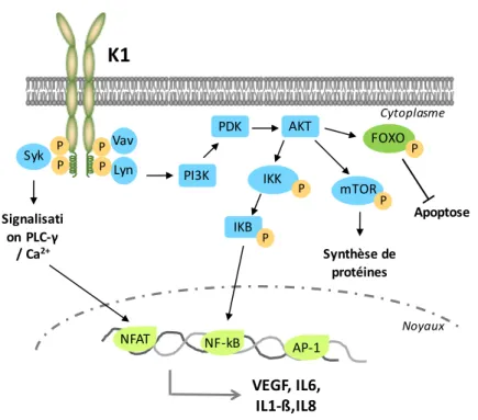 Figure  3.  Rôles  de  la  protéine  lytique  K1.  Activation  des  voies  de  signalisation  cellulaires  aboutissant  à  la  synthèse  de  cytokines  pro-inflammatoires  ou  angiogénique  et  à  l’inhibition  de  l’apoptose