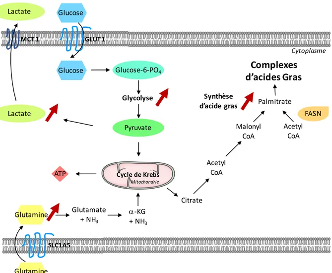 Figure  7.  Illustration  des  trois  voies  métaboliques  majeures :  Glycolyse,  synthèse  et  Glutaminolyse  d’acide  gras,  et  des  altérations  connues  dans  les  lymphocytes  B  infectés  par  HHV-8