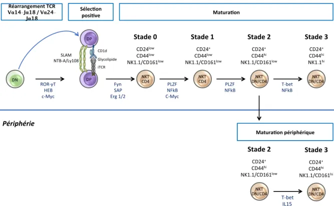 Figure 8 : Développement des cellules iNKT. Modèle linéaire de différenciation des cellules iNKT :  le développement des cellules iNKT commence dans le thymus et peut se terminer en périphérie (chez  l’Homme)