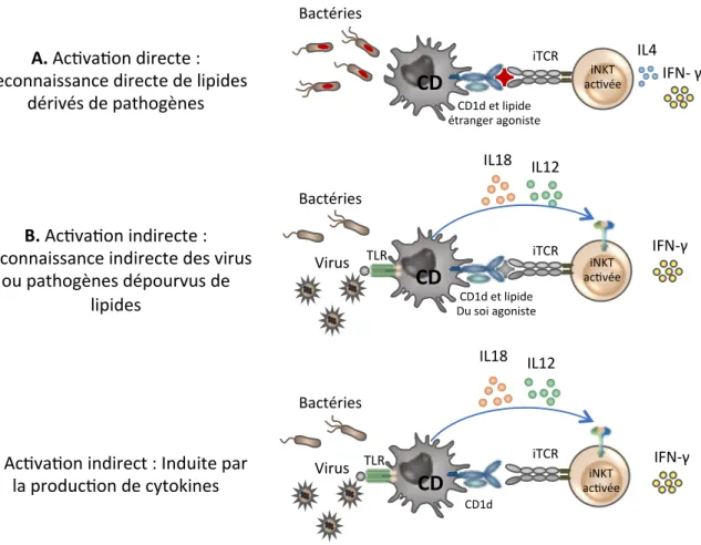 Figure 9 : Modes d’activation des cellules iNKT. A.  Les CPA présentent les lipides étrangers des  bactéries par la molécule CD1d