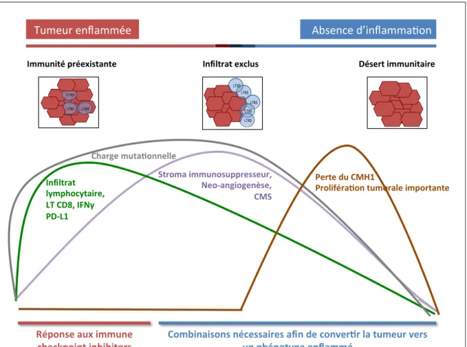Figure  2.  Le  continuum  entre  les  phénotypes  immunitaires  tumoraux  (D’après  Hegde  et  al[9])