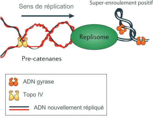 Figure 1.7 – Les super-enroulements positifs crées par la progression du complexe de réplication sont enlevés par l’ADN gyrase et la Topoisomérase IV, et les  préca-ténanes sont déliées par TopoIV