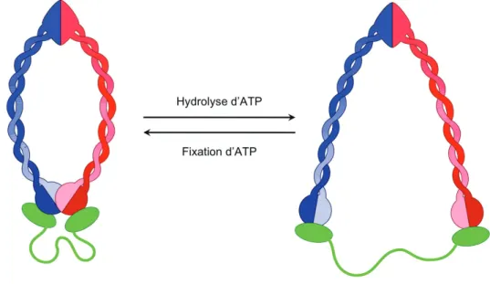 Figure 1.9 – Structure des SMC : ils sont composés de longs polypeptides, qui sont caractérisés par des domaines N- et C-terminaux conservés, qui possèdent un motif de fixation à l’ADN
