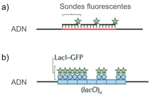 Figure 1.11 – Techniques de microscopie : a) la Fluorescence par hybridation in situ (FISH) qui permet la visualisation de loci dans des cellules fixées en utilisant des sondes d’ADN complémentaires des loci en question, marquées avec des  fluoro-phores