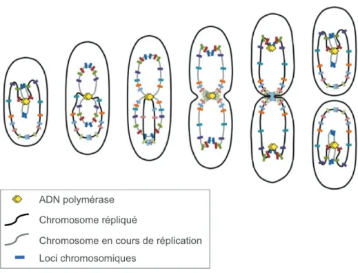 Figure 1.15 – Chorégraphie de ségrégation du chromosome circulaire de Pseudo- Pseudo-monas aeruginosa, en milieu minimum