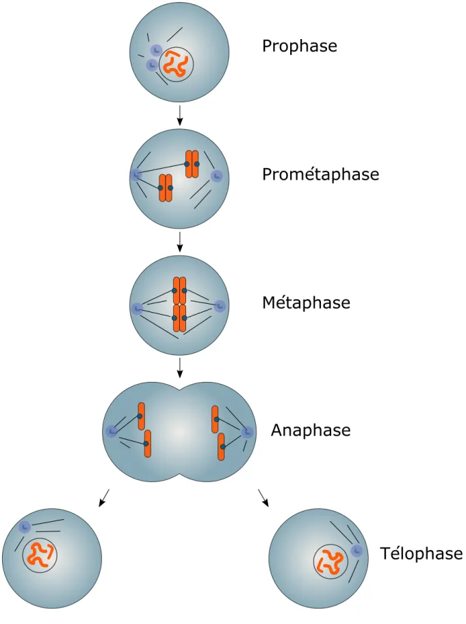 Figure 1 : Les principales étapes de la mitose.