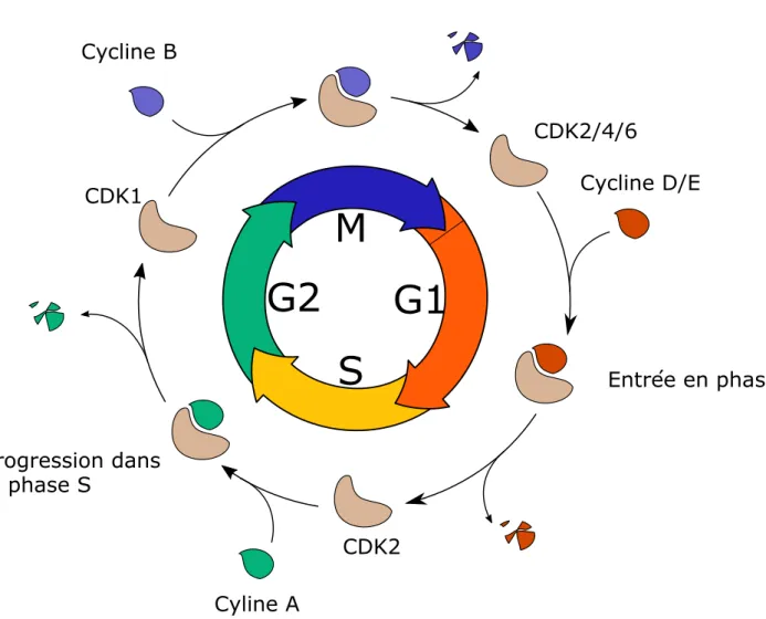 Figure 2 : Phases du cycle cellulaire et leur contrôle.