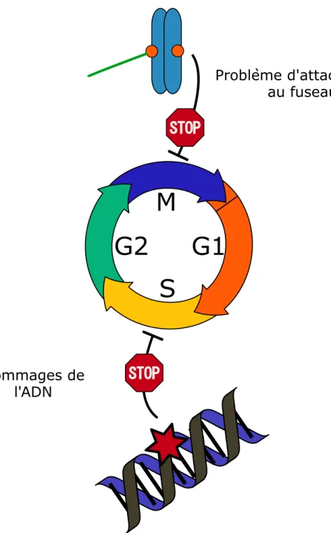 Figure 3 : Points de contrôle du cycle cellulaire