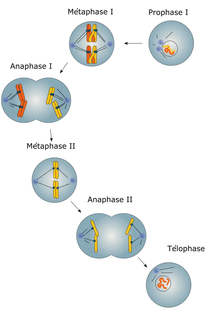 Figure 4 : Les principales étapes de la méiose.