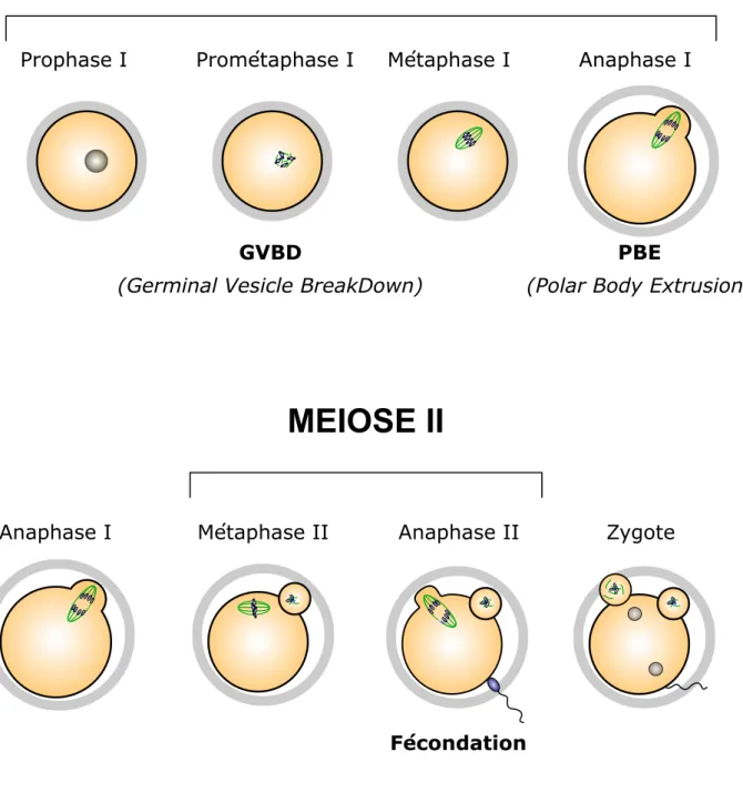 Figure 7 : La maturation méiotique dans l'ovocyte de souris.