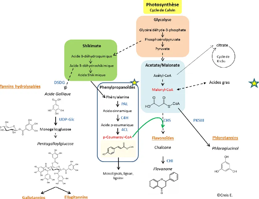 Figure 12 : Schéma représentant les principales voies de biosynthèse connues des composés phénoliques chez les végétaux