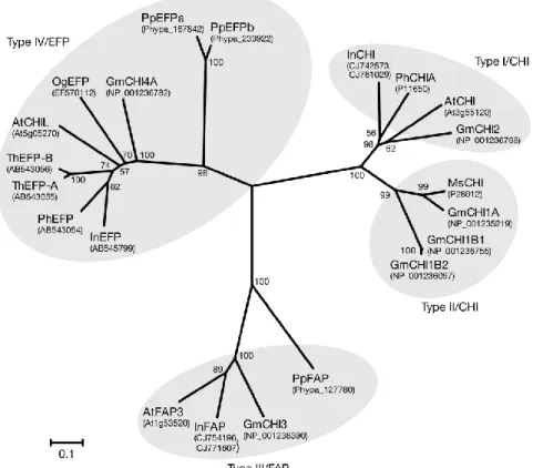 Figure 15: Classification des quatre types de chalcones isomérases en fonction de leur activités  connues (Morita et al
