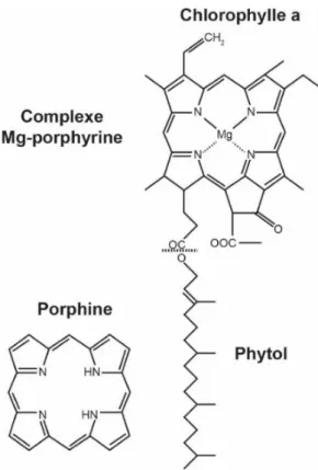Figure II.11 : Structure chimique des purines et des  pyrimidines  contenus  dans  les  acides  nucléiques  (modifié d'après Knicker, 2004)