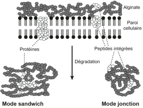 Figure  II.14  :  Shéma  conceptuel  illustrant  la  préservation  du  matériel  protéique  dans l’alginate, matière organique dérivée d’algues (modifié d'après Knicker, 2004)