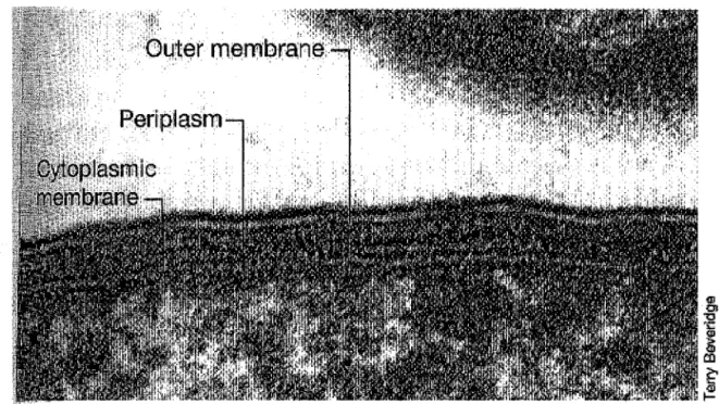 FIGURE 2.1:  Photographie en microscopie électronique de l'enveloppe cellulaire  d'Escherichia coli
