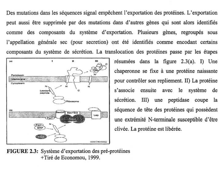 FIGURE 2.3:  Système d'exportation des pré-protéines  +  Tiré de Economou,  1999. 