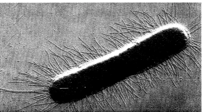 FIGURE 3.1:  Photographie  de  fimbriae  en  microscopie  électronique.  Les  fimbriae  sont  des  filaments  ressemblant  à  des poils que  l'on retrouve  à  la surface de  nombreuses  bactéries
