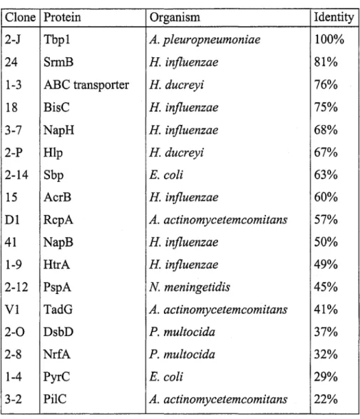 Table  2 :  Homology of 17 clones PhoA+ with proteins of known or putative function 