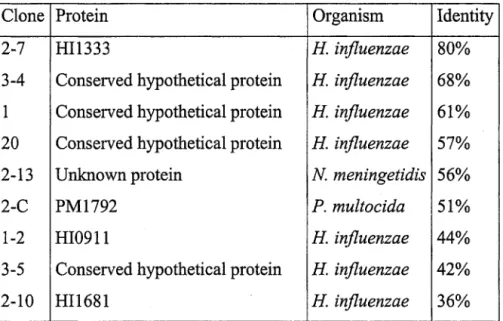 Table  3 :  Homology of 9 clones PhoA+ with non-characterized or hypothetical  proteins 