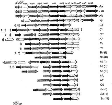 FIGURE  5.1:  Organisation des locusflp-rcp-tad chez diverses bactéries. 