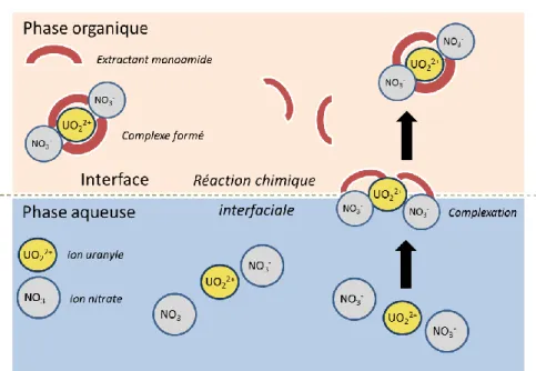 Figure 5 - Extraction d’U(VI) par un extractant de type amide sous la forme d’un complexe 1:2 
