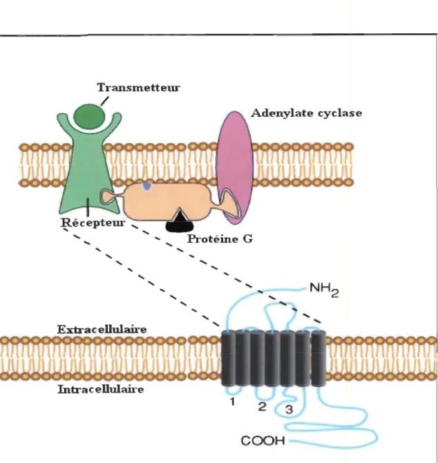 Figure 1.1  :  Schéma d'un récepteur  couplé  à  une  protéine  G.  La partie  supérieure  de  la  figure  montre  le  récepteur  accompagné  des  autres  éléments  responsables  de  la  signalisation