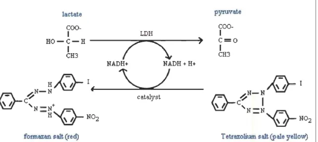 Figure  2.5 :  Réaction  enzymatique  responsable  de  la  coloration,  et  du  dosage  spectrophotométrique  à  495  nm,  du milieu de culture
