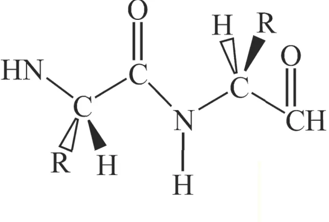 FIGURE 1.2. Enchaînement de deux acides aminés  à  l'aide d' un lien peptidique. 