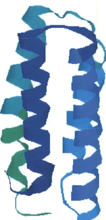 FIGURE 1.9. Modèle à ruban d 'une protéine à nœud de quatre hélices. 
