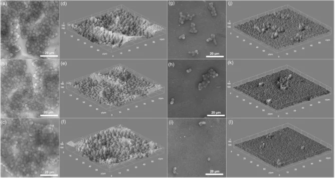 Figure 10. Two-dimensional (2D) SEM images and 3D representation of Candida albicans American  Type Culture Collection (ATCC) 10231 cell development on HAp (a−f) and 10Ce-HAp (g−l)  coat-ings at different time intervals of incubation 24 h (a,d,g,j) 48 h (b