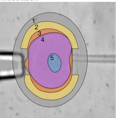 Fig.  8:  Illustration  of  the  segmentation.  1:  extracellular  fluid;  2:  zona  pellucida;  3: 