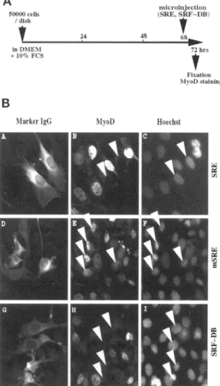 Figure 1. SRF inhibition through microinjection of SRE oligonu- oligonu-cleotide or purified SRF-DB blocks MyoD expression in C2C12 myoblasts kept in proliferating conditions