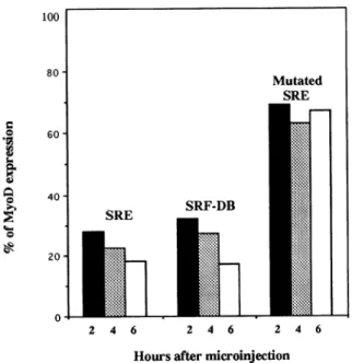Figure 3. Inhibitory effect of SRE oligonucleotide or SRF-DB mi- mi-croinjection in proliferating C2C12 myoblasts on MyoD expression.