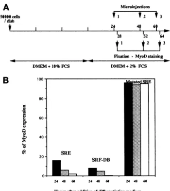 Figure 5. Inhibitory effect of SRE oligonucleotide or SRF-DB mi- mi-croinjection on MyoD expression in C2C12 myoblasts placed in differentiation medium