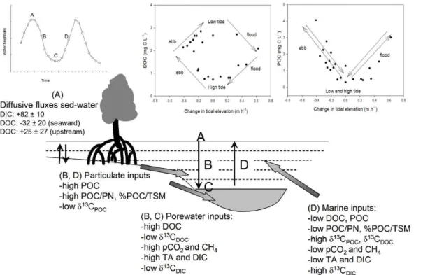 Fig. 8. Conceptual scheme of exchange processes for dissolved and particulate matter during a tidal cycle in the tidal creeks