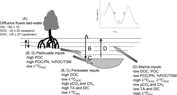 Fig. 8. Conceptual scheme of exchange processes for dissolved and particulate matter during a tidal cycle in the tidal creeks