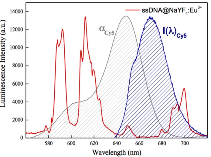 Fig 2. Luminescence spectra of NaYF 4 :10%Eu 3+ NPs-ssDNA-NH 2 complex excited with 394 nm laser light (red curve)