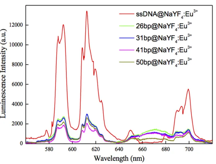 Fig 3. Luminescence spectra of NaYF 4 :10%Eu 3+ NP-DNA hybrid systems. The ssDNA@NaYF 4 :Eu 3+ sample (red curve) is considered as a reference.