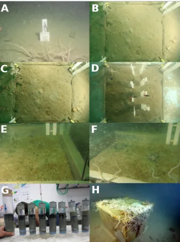 Fig. 6. (A): “Normoxic” DET probe on seabed. (B): “9 days” cham- cham-ber (EAGU) directly after chamcham-ber closure