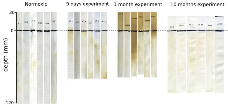Fig. 5. Dissolved H 2 S occurrence during DET deployment as indicated by PVC white tapes (brown coloration).