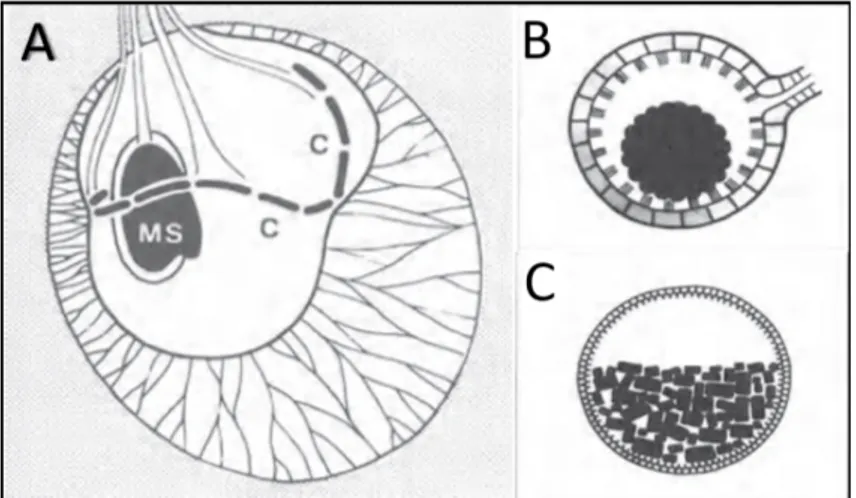 Figure 2.9 – Diversité morphologique du statocyste chez quelques invertébrés. A, vue latérale du statocyste gauche chez le céphalopode Octopus vulgaris composé d’un  récep-teur de gravité (MS) et d’un réceprécep-teur de vitesse angulaire