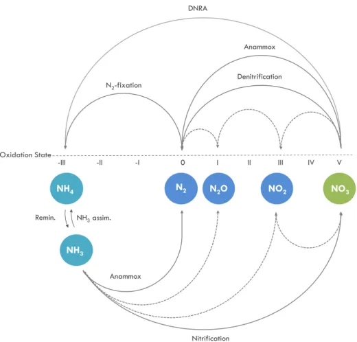 Figure  2:  Nitrogen  compounds  and  transformations  within  the  N-cycle  sorted  along  the  oxidation  state  axis