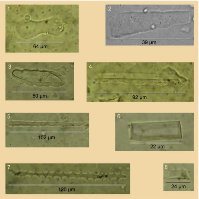 Fig. 1 Microphotographs of phytoliths from cultivated soils, France (Guntzer 2010); phytolith types are named according to the  nomen-clature of Madella et al