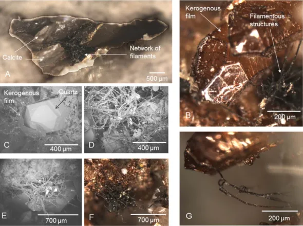Figure 1 | Microphotographs and ESEM images. (A) Microphotograph showing a cavity half filled with calcite and with a network of fossilized filaments attached to the mineral surfaces