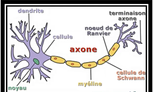 Figure   6   -­‐   Connection   entre   deux   neurones        