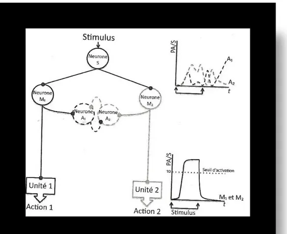 Figure   10   -­‐      Le   diachétron 346        