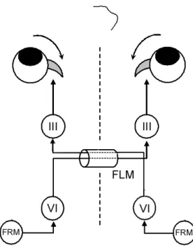 Figure 14 : schéma d’innervation pour la convergence (adapté de Leigh et Zee 2006) 