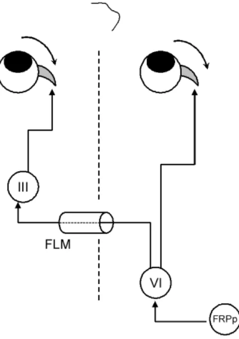 Figure 15 : schéma d’innervation pour la saccade (adapté de Leigh et Zee, 2006) 