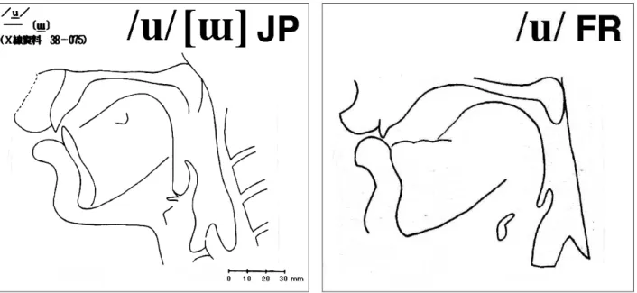 Figure  11  :  Profil  articulatoire  du  /u/  [ɯ]  du  japonais  de  Tokyo  (d’après  Uemura  1990 :  59,  à  gauche) et celui du /u/ français (d’après Wioland 1991 : 17, à droite)
