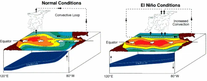 Figure 1-11 : Schéma représentant la circulation de surface et la position de la thermocline  dans le Pacifique Ouest en situation normale (à gauche) et lors d’événements El  Niño (à droite) (http://www.pmel.noaa.gov/tao/elnino/nino-home.html)